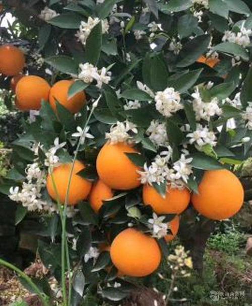 夏橙苗-黎川县任氏果树种植部-产品展示